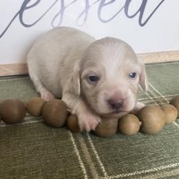 Ivy - Cream female Dachshund puppy in Sharon Springs, New York from Show Us The Way Homestead