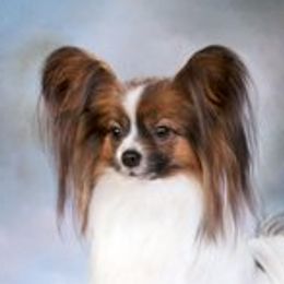Suzette - Papillon
