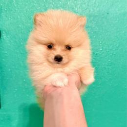 Han - Cream parti male Pomeranian puppy in Stroud, Oklahoma from Laik’s Little Shihtz & Poms