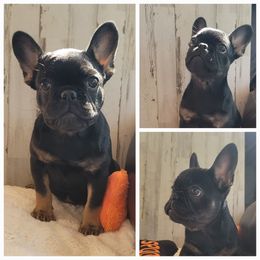 MAYCIE - Black and tan female French Bulldog puppy in Collinston, Utah from Country Sunshine