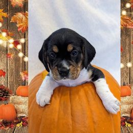 Beagle Puppies from Jennifer Knapp's Beagles