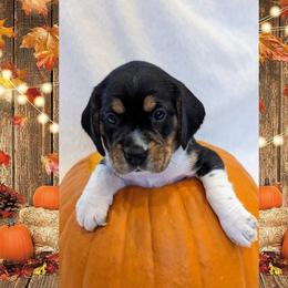 Beagle Puppies from Jennifer Knapp's Beagles