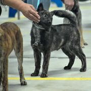 Hokkaido Puppies from Mijikai Kensha Kai Ken & Hokkaido