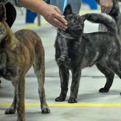 Hokkaido Puppies from Mijikai Kensha Kai Ken & Hokkaido