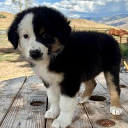 Coral - Black tri-color female Australian Shepherd puppy in Preston, Idaho from KC Bar Ranch Aussies