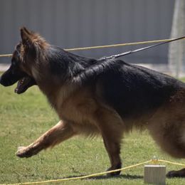 German Shepherds from OakSong German Shepherd Dogs