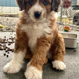 Boy 1 - Red male Aussiedoodle puppy in Hillsboro, Illinois from Perfect Paws Puppies