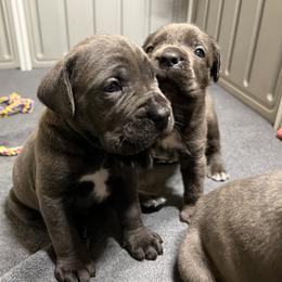 Cane Corso Puppies from Arcana Cane Corso