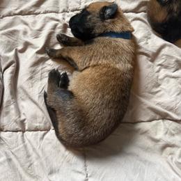 Black - Red sable male Belgian Malinois puppy in Highland City, Florida from VonSal Kennels