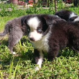 Juniper - Black & white female Australian Shepherd puppy in Sultan, Washington from Van Huitt Australian Shepherds