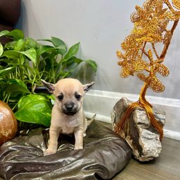 Porthos - Fawn male Chihuahua puppy in Winston Salem, North Carolina from LaythStone