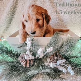 Goldendoodle Puppies from Big Top Doodles