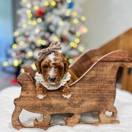 Kiara - Red  female Goldendoodle puppy in Sulphur, Louisiana from Curly Q’s Of Carlyss