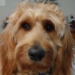 Brandy - Goldendoodle
