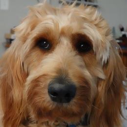 Brandy - Goldendoodle