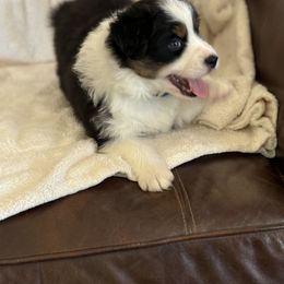 Australian Shepherd Puppies from Copper Sky Aussies of the Cental Coast