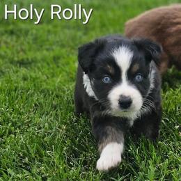 Holy Rolly - Black tri female Miniature Australian Shepherd puppy in Owensboro, Kentucky from JnT's Bluegrass Mini Aussies