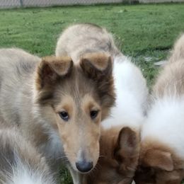 Collies from Pryor  Creek Rough-Collies