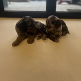 Labradoodle Puppies from Eastside Labradoodles