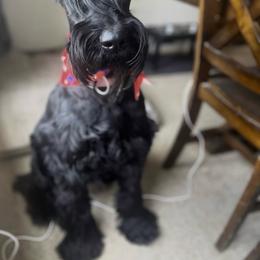 Giant Schnauzer puppies from Schnauzer Paw Homestead