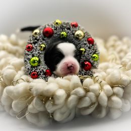 Whale - Black and white male Chinese Crested puppy in New Smyrna Beach, Florida from FronkLinn Kennel