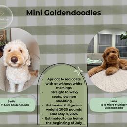 Upcoming Litter male pick- Due May 8th - Red  male Goldendoodle puppy in Layton, Utah from Gracious Doodle Dogs