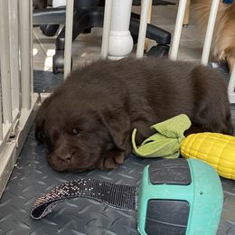 Labrador Retriever Puppies from Viklan Labradors