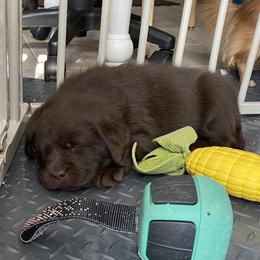 Labrador Retriever Puppies from Viklan Labradors