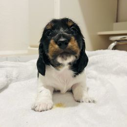 Morticia - Piebald female Dachshund puppy in Sterling, Colorado from Country Chics Doxies