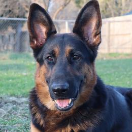 Sommer - German Shepherd