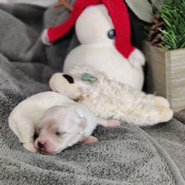 Pete (no collar)-OFA and CHIC parents - White male Coton de Tulear puppy in Westfield, North Carolina from Legacy Pets