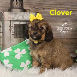 Clover - Sable female Bernedoodle puppy in Heyworth, Illinois from Cobble Creek Puppies