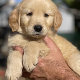 Blue Collar Male - Golden male Golden Retriever puppy in Yucaipa, California from Blessed Goldens