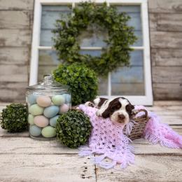 Pancake - Tri-Roan female English Springer Spaniel puppy in Henderson County, North Carolina from Roan Creek Kennels