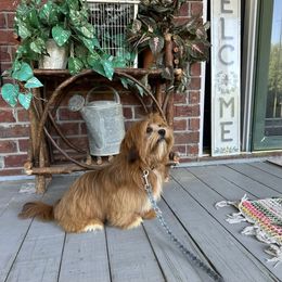 Joy - Lhasa Apso