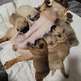 French Bulldog Puppies from Smith's Small Town Frenchies