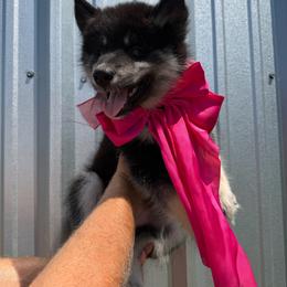 Carrot - Black tan and white female Siberian Husky puppy in Folsom, Louisiana from Geaux Fluffy