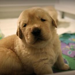 Golden Retriever Puppies from SunKissed Golden Retrievers