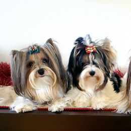 Biewer Terriers from Bisou Biewers