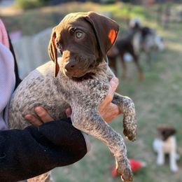 Buttercup (Girl 3 - Yellow) - Liver roan female German Shorthaired Pointer puppy in Keller, Texas from Jerri Ford