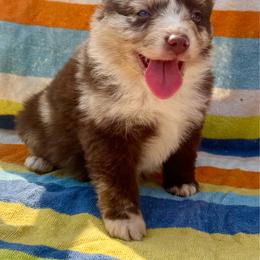 Red Merle male - Red merle male Miniature Australian Shepherd puppy in Lemon Cove, California from Magic Ranch Mini Aussies