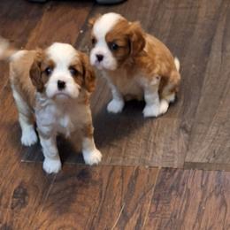 Puppy - Blenheim male Cavalier King Charles Spaniel puppy in Holbrook, New York from Merimaur Goldens and Cavaliers