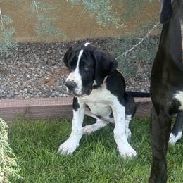 Princess Cece - Black and white female Great Dane puppy in Prescott Valley, Arizona from Ryan's Royal Great Danes