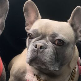 French Bulldogs from Exotic Bull House