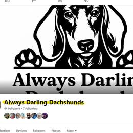 Dachshunds from Always Darling Dachshunds