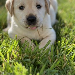 Labrador Retriever Puppies from Buena Vista Labradors