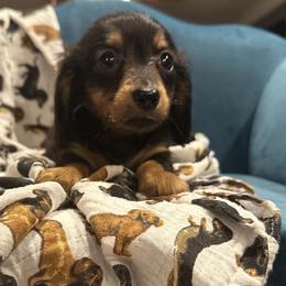 Giselle - Black and tan female Dachshund puppy in Hudson, Michigan from Mittentail Kennel Miniature Dachshunds & Australian Shepherds