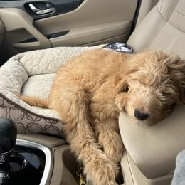 Goldendoodle Puppies from Oodles of Doodles LLC
