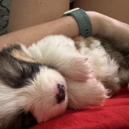 Pembroke Welsh Corgi Puppies from Sugarbush Corgis