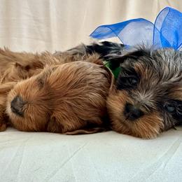 Cavapoo and Maltipoo Puppies from Julie Chandler